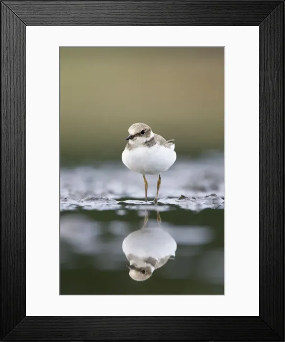 Framed Print : Little Ringed Plover Framed Print : Little Ringed Plover