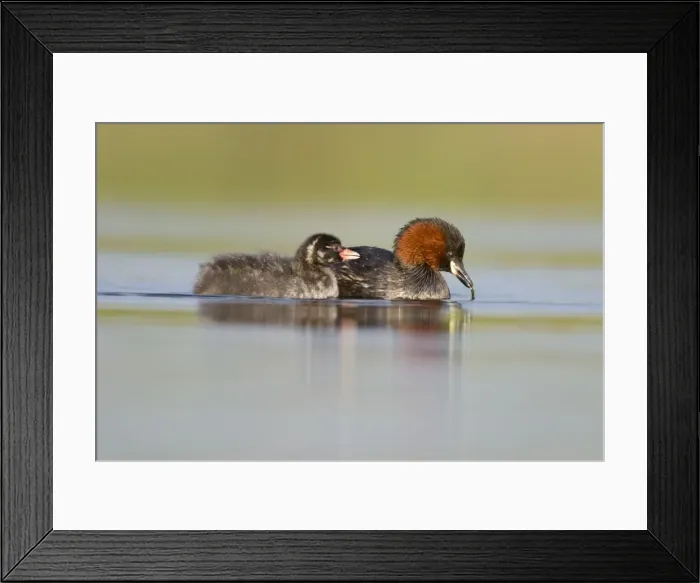 Framed Print : Little Grebe Framed Print : Little Grebe