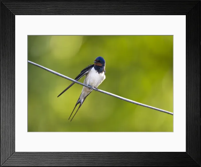 Framed Print : Barn Swallow On wire Cleveland, England, UK Framed Print : Barn Swallow On wire Cleveland, England, UK