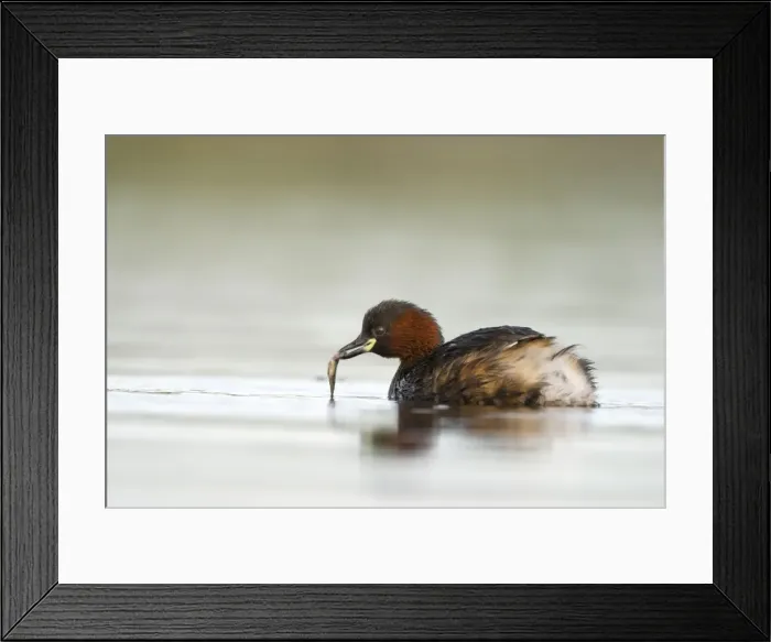 Framed Print : Little Grebe Framed Print : Little Grebe
