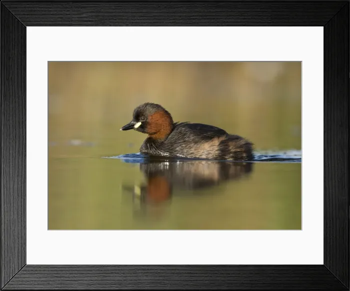 Framed Print : Little Grebe Framed Print : Little Grebe