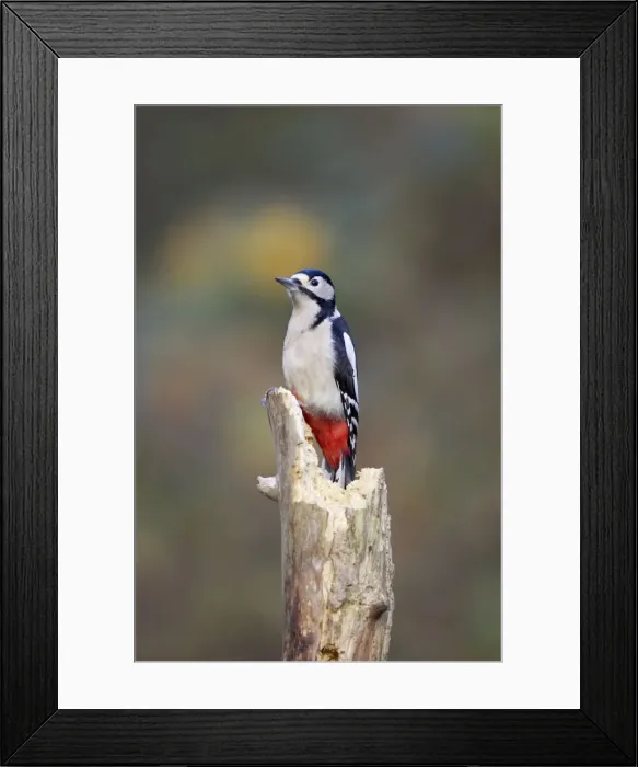 Framed Print : Great Spotted Woodpecker Perched on deadwood stump. Showing saturated red vent Cleveland, England, UK Framed Print : Great Spotted Woodpecker Perched on deadwood stump. Showing saturated red vent Cleveland, England, UK