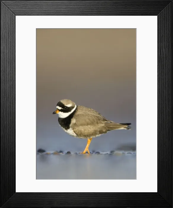 Framed Print : Ringed Plover Ground level view of adult bird in winter on sandy beach. Cleveland, UK Framed Print : Ringed Plover Ground level view of adult bird in winter on sandy beach. Cleveland, UK