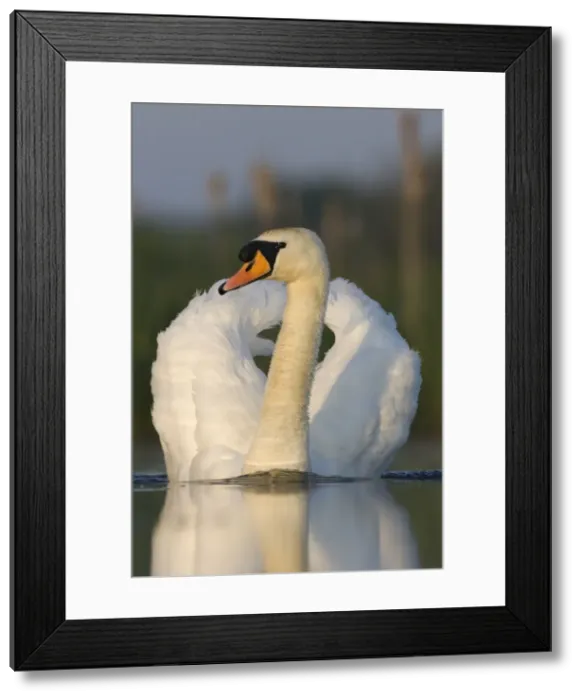 Framed Print : Mute Swan Swimming agressively creating a small wave of water. Cleveland. UK Framed Print : Mute Swan Swimming agressively creating a small wave of water. Cleveland. UK