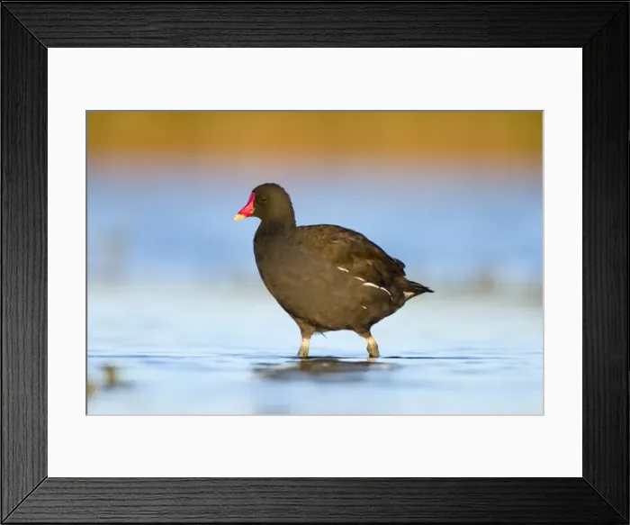 Framed Print : Common Moorhen Adult in shallow water. Cleveland. UK Framed Print : Common Moorhen Adult in shallow water. Cleveland. UK