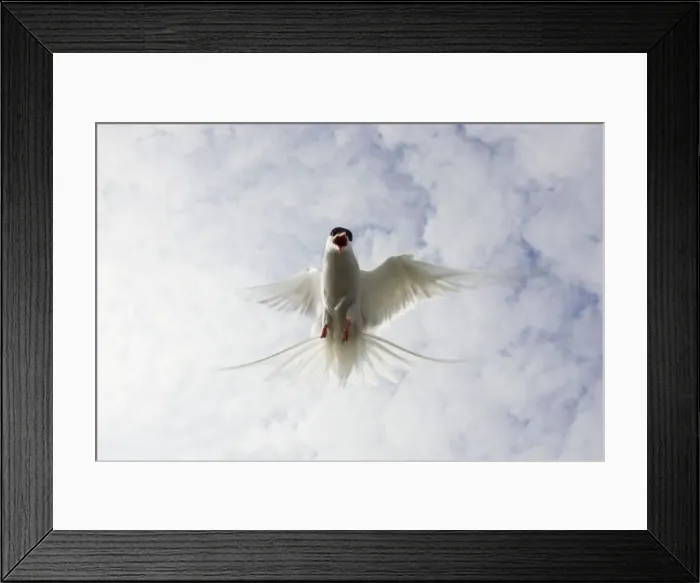 Framed Print : Arctic Tern Iin flight above nest site Inner Farne Island, Northumberland. England. UK Framed Print : Arctic Tern Iin flight above nest site Inner Farne Island, Northumberland. England. UK