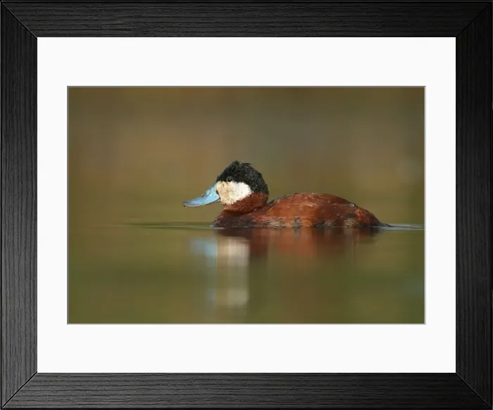 Framed Print : Ruddy Duck Framed Print : Ruddy Duck