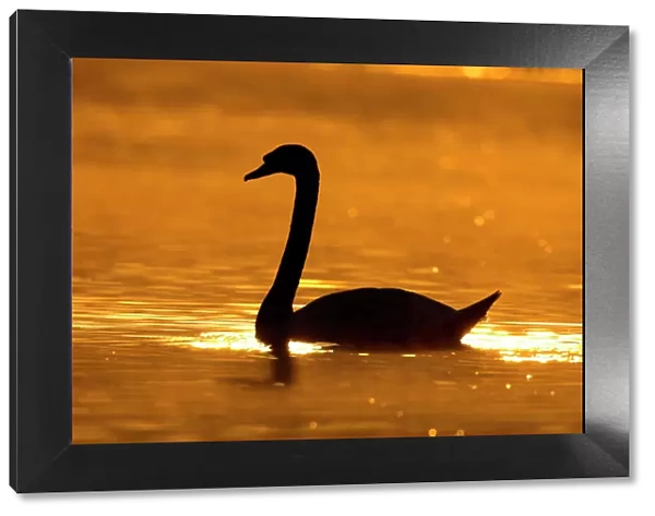 Mute Swan. ROY-232. Mute Swan - Silhouette at sunrise.