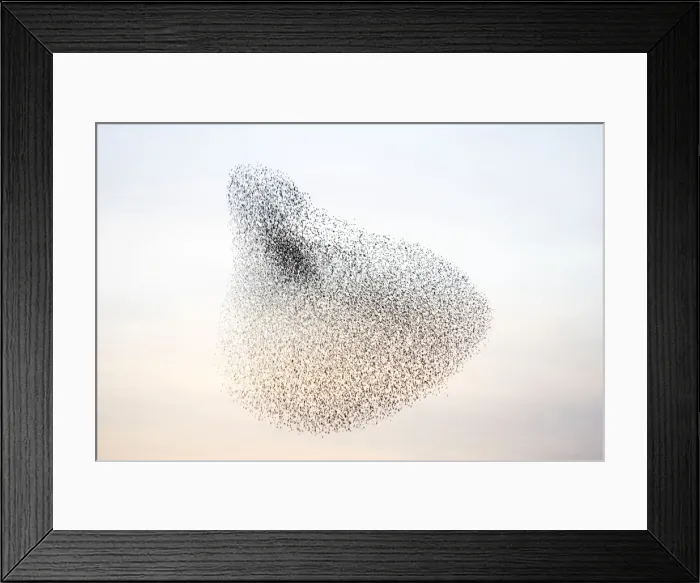 Framed Print : Starlings. Immense flock of birds flying at dusk creating elaborate formations as they swirl to avoid and confuse predators. Near Gretna, Scotland. UK Framed Print : Starlings. Immense flock of birds flying at dusk creating elaborate formations as they swirl to avoid and confuse predators. Near Gretna, Scotland. UK
