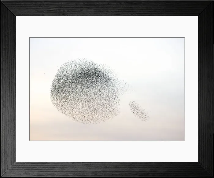 Framed Print : Starlings. Immense flock of birds flying at dusk creating elaborate formations as they swirl to avoid and confuse predators. Near Gretna, Scotland. UK Framed Print : Starlings. Immense flock of birds flying at dusk creating elaborate formations as they swirl to avoid and confuse predators. Near Gretna, Scotland. UK