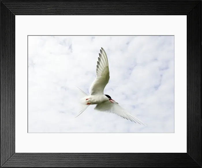 Framed Print : Arctic Tern Iin flight above nest site Inner Farne Island, Northumberland. England. UK Framed Print : Arctic Tern Iin flight above nest site Inner Farne Island, Northumberland. England. UK