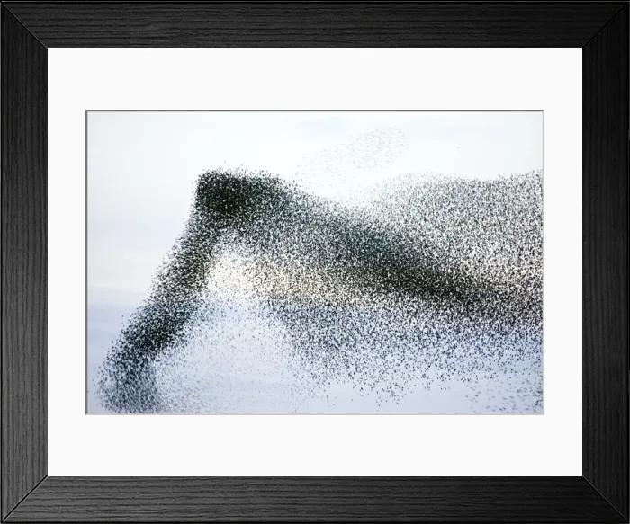 Framed Print : Starlings. Immense flock of birds flying at dusk creating elaborate formations as they swirl to avoid and confuse predators. Near Gretna, Scotland. UK Framed Print : Starlings. Immense flock of birds flying at dusk creating elaborate formations as they swirl to avoid and confuse predators. Near Gretna, Scotland. UK