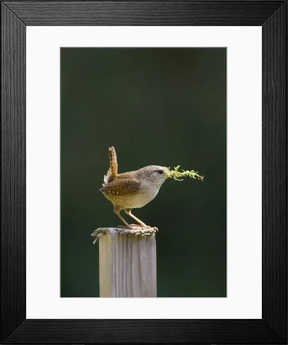 Framed Print : (Winter) Wren Back-lit image of male carrying moss for nest material. Cleveland. UK Framed Print : (Winter) Wren Back-lit image of male carrying moss for nest material. Cleveland. UK