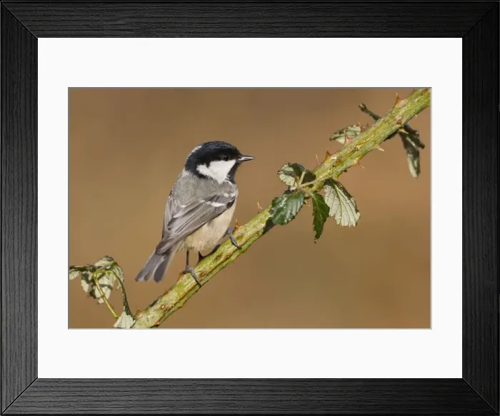 Framed Print : Coal Tit Portrait perched on bramble stem Cleveland, UK Framed Print : Coal Tit Portrait perched on bramble stem Cleveland, UK