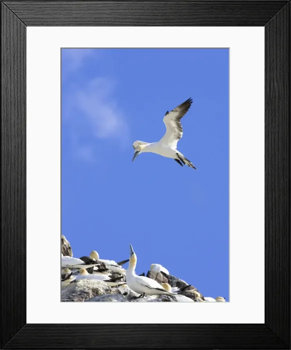 Framed Print : Northern Gannet Adult hanging in the wind trying to alight next to mate at nest site. Bass Rock, Scotland Framed Print : Northern Gannet Adult hanging in the wind trying to alight next to mate at nest site. Bass Rock, Scotland
