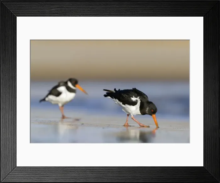 Framed Print : (Eurasian) Oystercatcher Probing into sand with its long bill for a worm. South Gare. Cleveland, UK. (Manipulated Image - to include the whole of the bird at the back) Framed Print : (Eurasian) Oystercatcher Probing into sand with its long bill for a worm. South Gare. Cleveland, UK. (Manipulated Image - to include the whole of the bird at the back)