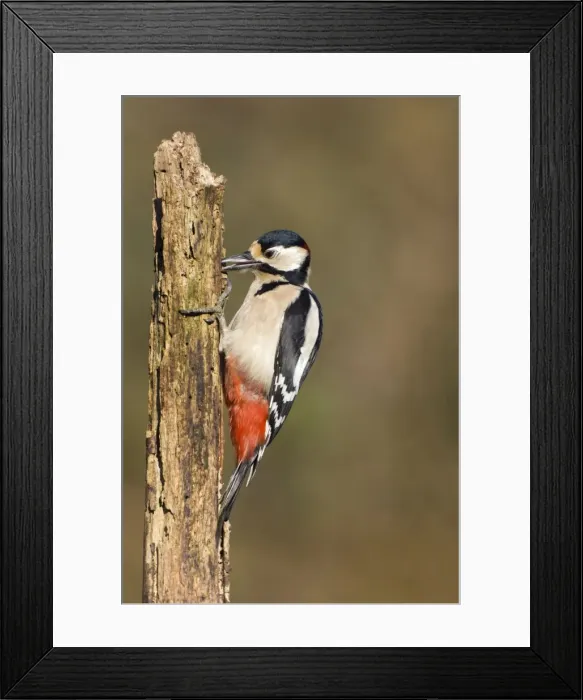 Framed Print : Great Spotted Woodpecker Adult male feeding on grubs found in the top of a rotton dead wood stump. Cleveland, UK Framed Print : Great Spotted Woodpecker Adult male feeding on grubs found in the top of a rotton dead wood stump. Cleveland, UK