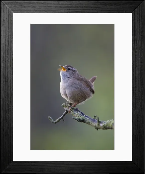 Framed Print : (Winter) Wren Back-lit image of wren singing in early morning light, showing rapid motion of lower mandible during a burst of song. Cleveland. UK Framed Print : (Winter) Wren Back-lit image of wren singing in early morning light, showing rapid motion of lower mandible during a burst of song. Cleveland. UK