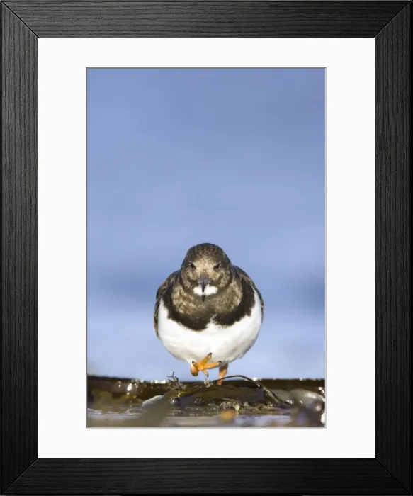 Framed Print : (Ruddy) Turnstone Face-on image of bird walking among seaweed. South Gare, Cleveland. UK Framed Print : (Ruddy) Turnstone Face-on image of bird walking among seaweed. South Gare, Cleveland. UK