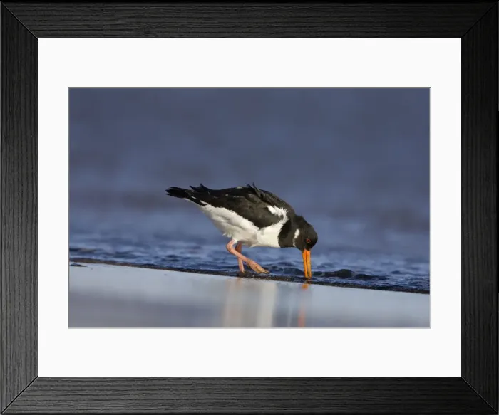 Framed Print : (Eurasian) Oystercatcher Feeding on morsels washed in by the incoming surf. Cleveland, UK Framed Print : (Eurasian) Oystercatcher Feeding on morsels washed in by the incoming surf. Cleveland, UK