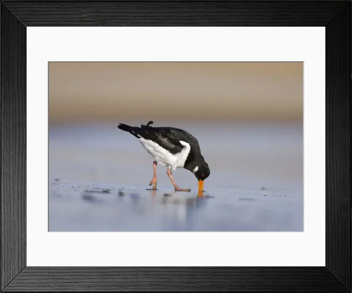 Framed Print : (Eurasian) Oystercatcher Probing and digging deep into sand with its long bill for a worm. South Gare. Cleveland, UK Framed Print : (Eurasian) Oystercatcher Probing and digging deep into sand with its long bill for a worm. South Gare. Cleveland, UK