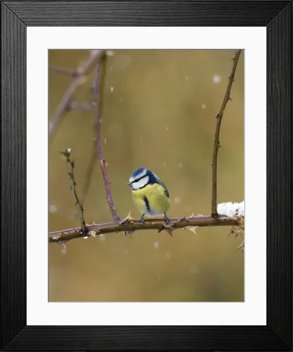 Framed Print : Blue Tit In snow flurry Cleveland, UK Framed Print : Blue Tit In snow flurry Cleveland, UK