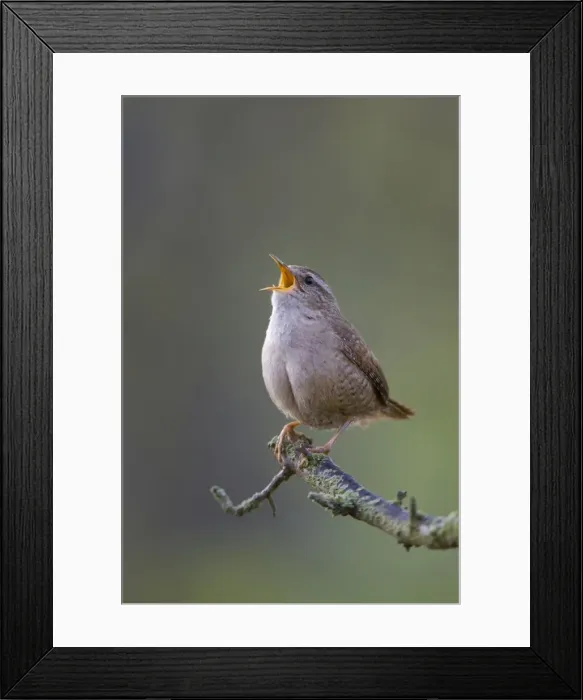 Framed Print : (Winter) Wren Back-lit image of wren singing in early morning light. Cleveland. UK Framed Print : (Winter) Wren Back-lit image of wren singing in early morning light. Cleveland. UK