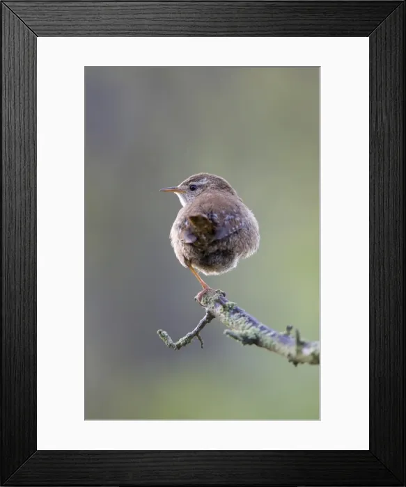 Framed Print : (Winter) Wren Back view perched on one leg. Back-lit in early morning light. Cleveland. UK Framed Print : (Winter) Wren Back view perched on one leg. Back-lit in early morning light. Cleveland. UK