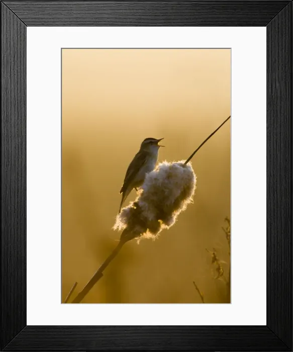 Framed Print : Sedge Warbler Backlit in early morning sunshine singing from a bullrush. Cleveland. UK Framed Print : Sedge Warbler Backlit in early morning sunshine singing from a bullrush. Cleveland. UK