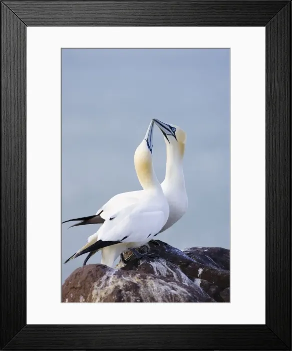 Framed Print : Northern Gannet Pair crossing bills as a greeting Bass Rock, Scotland Framed Print : Northern Gannet Pair crossing bills as a greeting Bass Rock, Scotland