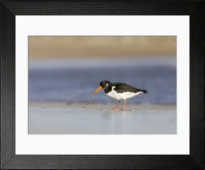 Framed Print : Oystercatcher Pulling worm from sand. South Gare. Cleveland, UK Framed Print : Oystercatcher Pulling worm from sand. South Gare. Cleveland, UK