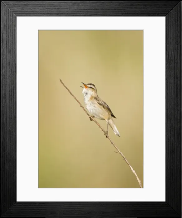 Framed Print : Sedge Warbler In typical springtime posture singing from a dry sedge stem. Cleveland. UK (Some distracting grasses have been removed in photoshop) Framed Print : Sedge Warbler In typical springtime posture singing from a dry sedge stem. Cleveland. UK (Some distracting grasses have been removed in photoshop)