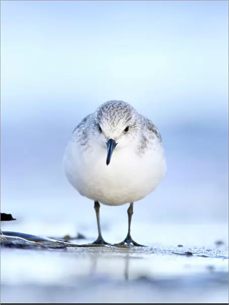 Sanderling Face on portrait from a ground level perspective. South Gare, Cleveland. UK