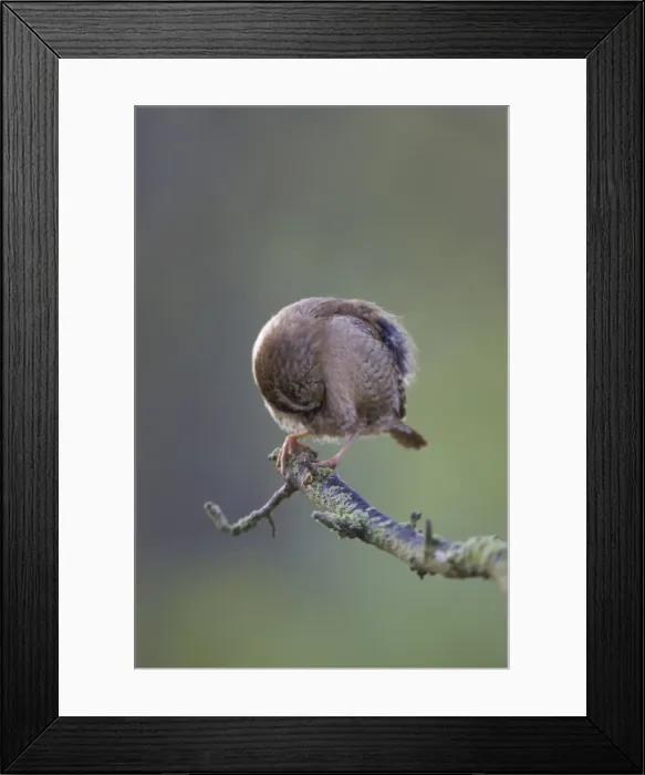 Framed Print : (Winter) Wren Back-lit image of wren preening. Cleveland. UK Framed Print : (Winter) Wren Back-lit image of wren preening. Cleveland. UK
