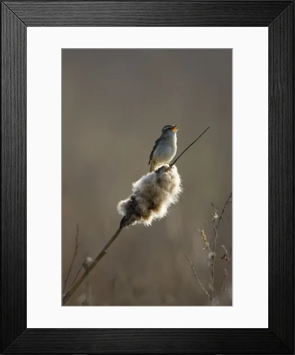 Framed Print : Sedge Warbler Backlit in early morning sunshine singing from a bullrush. Cleveland. UK