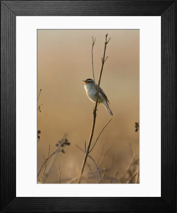Framed Print : Sedge Warbler Backlit in early morning sunshine singing from while perched on dry vegetation. Cleveland. UK Framed Print : Sedge Warbler Backlit in early morning sunshine singing from while perched on dry vegetation. Cleveland. UK