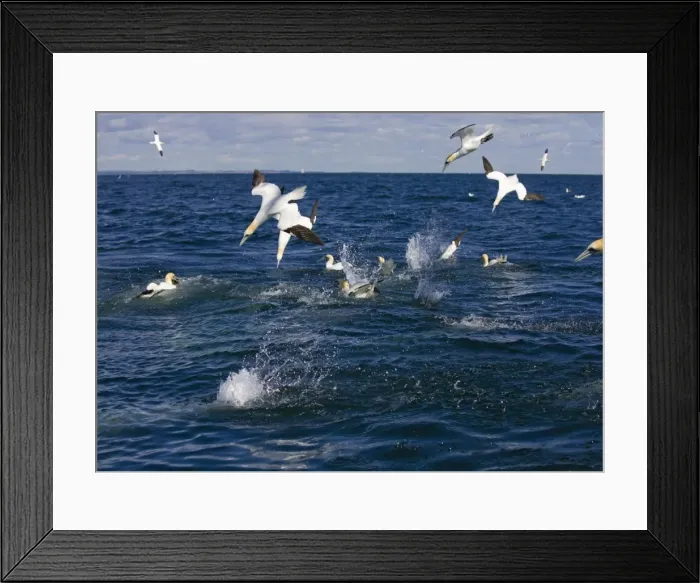 Framed Print : Northern Gannet Birds fishing and divingin a feeding frenzie. Bass Rock, Scotland Framed Print : Northern Gannet Birds fishing and divingin a feeding frenzie. Bass Rock, Scotland