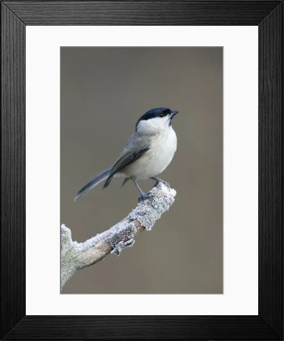 Framed Print : Marsh Tit On frosty perch. Cleveland. UK Framed Print : Marsh Tit On frosty perch. Cleveland. UK