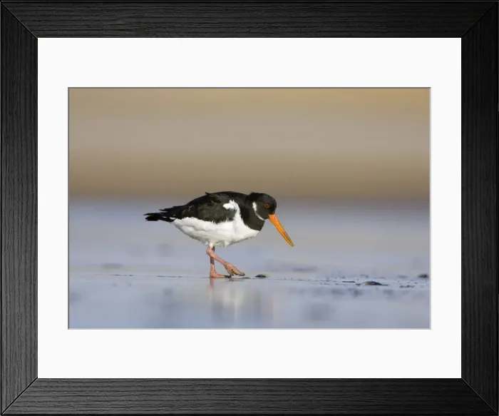 Framed Print : (Eurasian) Oystercatcher Walking across tidal mudflats and sand in winter. South Gare, Cleveland. UK Framed Print : (Eurasian) Oystercatcher Walking across tidal mudflats and sand in winter. South Gare, Cleveland. UK