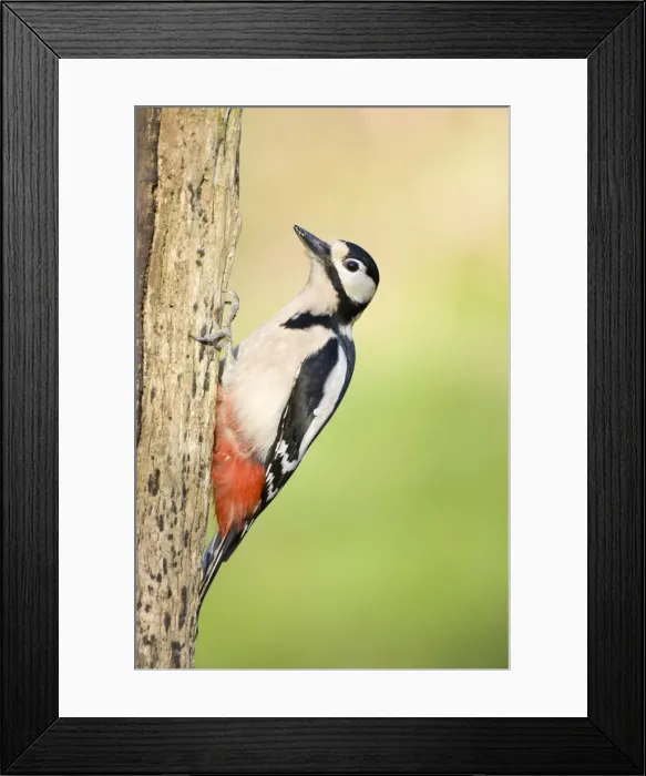 Framed Print : Great Spotted Woodpecker Adult male on a rotton dead wood stump showing saturated red vent. Cleveland, UK Framed Print : Great Spotted Woodpecker Adult male on a rotton dead wood stump showing saturated red vent. Cleveland, UK