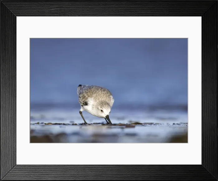 Framed Print : Sanderling Feeding on tidal mudflat. South Gare, Cleveland. UK Framed Print : Sanderling Feeding on tidal mudflat. South Gare, Cleveland. UK