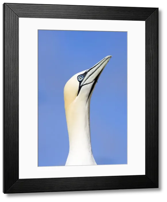 Framed Print : Northern Gannet Looking up to greet incoming mate. Bass Rock, Scotland Framed Print : Northern Gannet Looking up to greet incoming mate. Bass Rock, Scotland