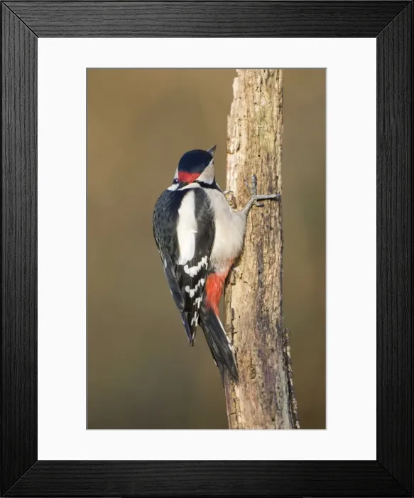 Framed Print : Great Spotted Woodpecker Showing red nape patch of adult male woodpecker. Cleveland, UK Framed Print : Great Spotted Woodpecker Showing red nape patch of adult male woodpecker. Cleveland, UK