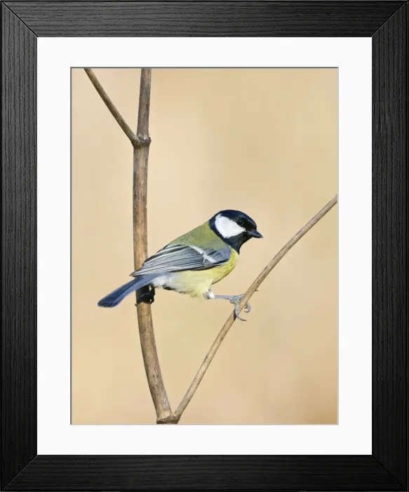 Framed Print : Great Tit Holding on to a dry plant stem. Cleveland, UK Framed Print : Great Tit Holding on to a dry plant stem. Cleveland, UK