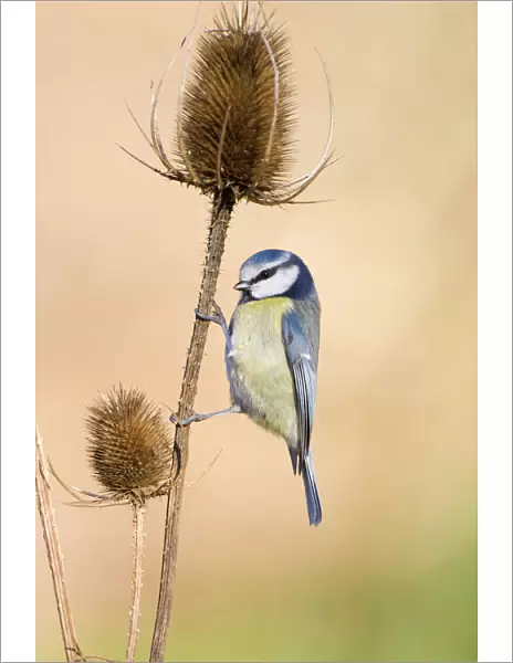 Blue Tit Perched on vertical stem of teasel seed head. Cleveland, UK