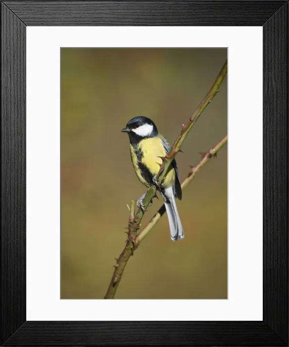 Framed Print : Great Tit Adult Male, identified by wide black belly patch. Cleveland, UK Framed Print : Great Tit Adult Male, identified by wide black belly patch. Cleveland, UK