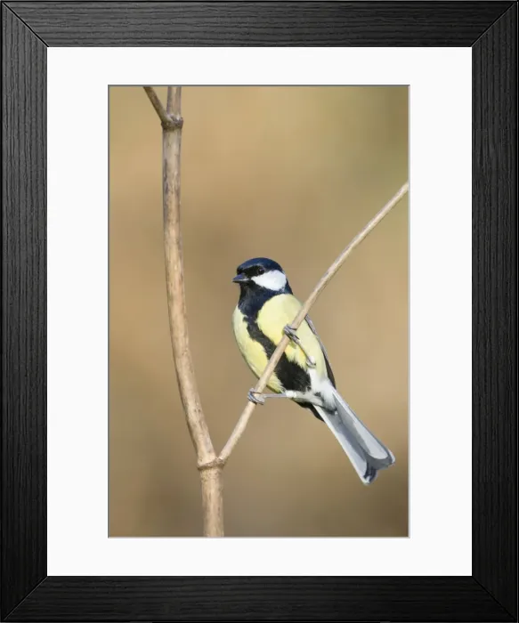 Framed Print : Great Tit Adult Male, identified by wide black belly patch. Cleveland, UK Framed Print : Great Tit Adult Male, identified by wide black belly patch. Cleveland, UK