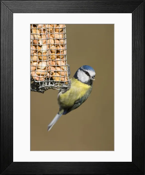 Framed Print : Blue Tit Close-up of bird hanging from a peanut feeder. Cleveland, UK Framed Print : Blue Tit Close-up of bird hanging from a peanut feeder. Cleveland, UK