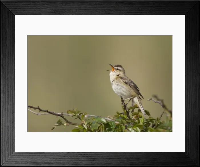 Framed Print : Sedge Warbler Singing from a typical vantage point atop a small bush Cleveland. UK Framed Print : Sedge Warbler Singing from a typical vantage point atop a small bush Cleveland. UK