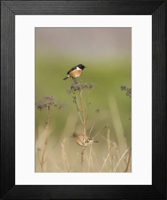 Framed Print : (Common) Stonechat Male in summer plumage in typical grassy habitat, perched on a vantage point for finding insects. Female below searching the ground for food. Cleveland. UK Framed Print : (Common) Stonechat Male in summer plumage in typical grassy habitat, perched on a vantage point for finding insects. Female below searching the ground for food. Cleveland. UK